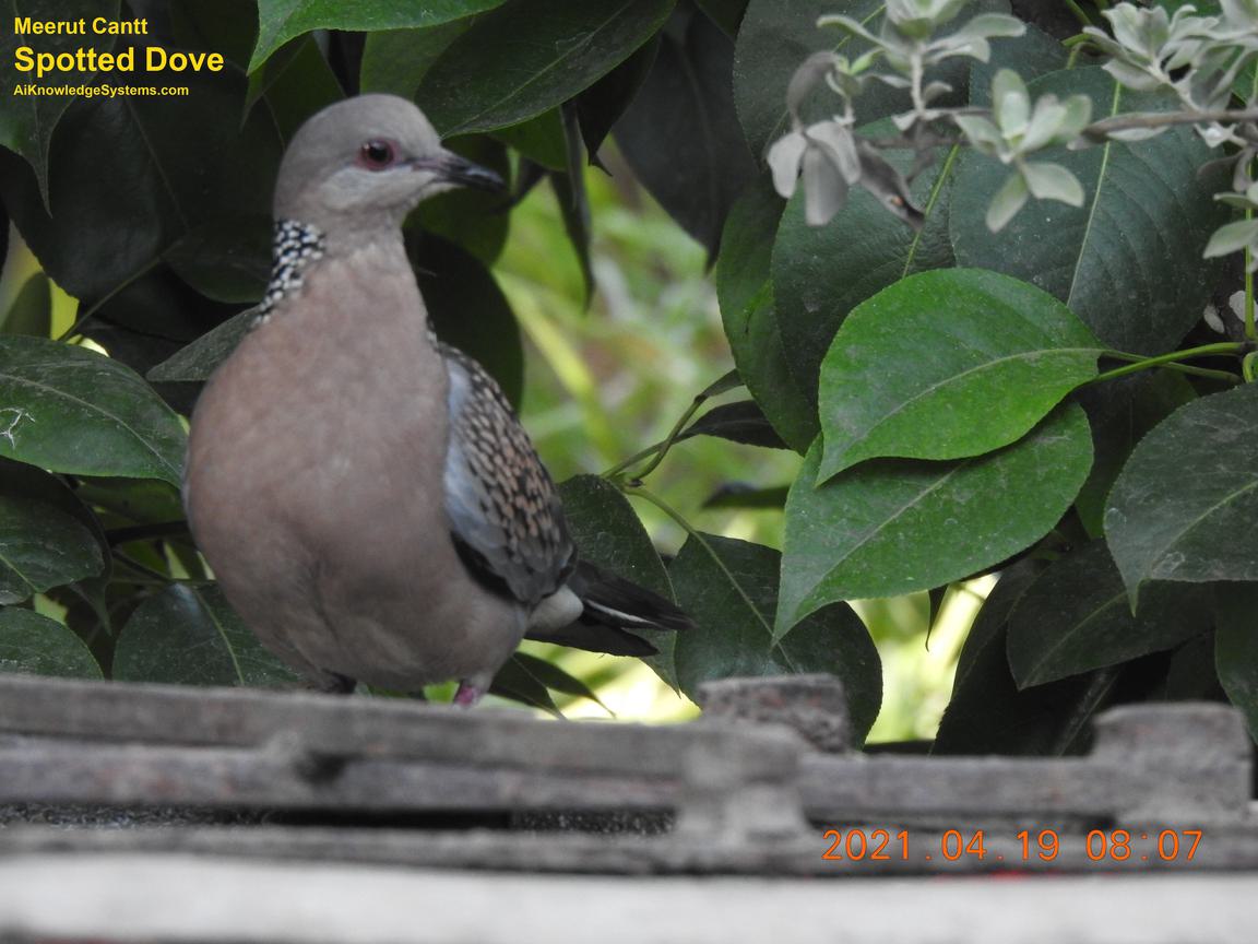 Dove Spotted (148) Coming Soon